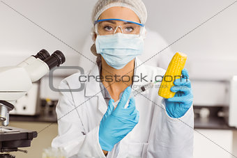 Food scientist injecting a corn cob