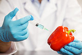 Food scientist injecting a pepper