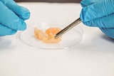 Food scientist dissecting raw chicken