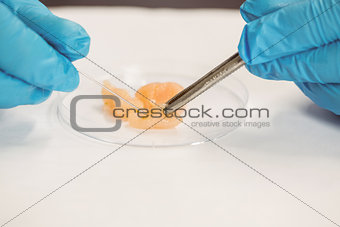 Food scientist dissecting raw chicken