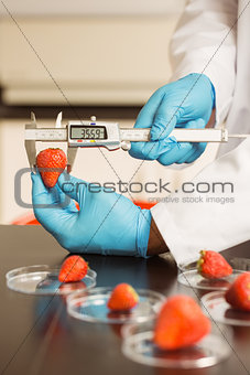 Food scientist measuring a strawberry