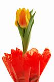 Spring tulip flower isolated on white