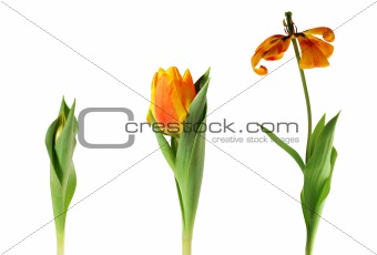 three scenes from tulip's life.