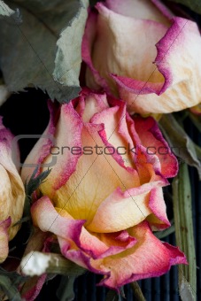 Dry rose head close-up
