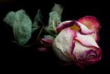 Dry rose in a dark
