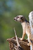 meerkat on guard
