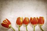 Five tulips