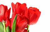 Red tulips against white