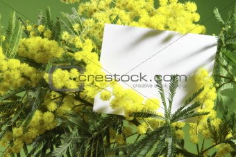 mimosa flowers