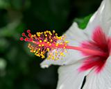 Nectar flower