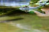 Fresh Water Crocodile