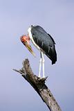 African Marabou Stork