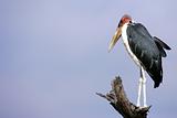 African Marabou Stork