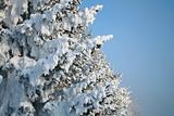Fragment of snow-covered fir-tree
