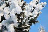 Snow-covered fir branch