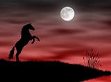 Horse in the moonlight