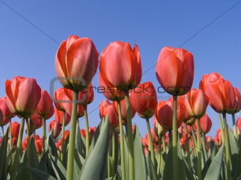 Tulip field 5