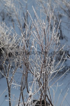 Frost Covered Branches