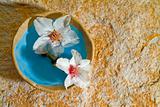 almond flowers on stone background