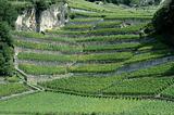 Switzerland - Vineyard