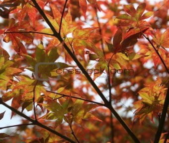 Japanese Maple Tree 2