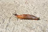 slug with clipping path