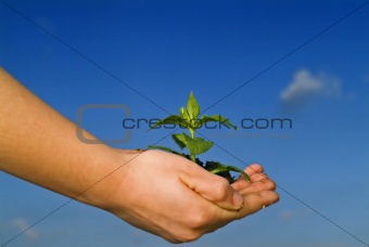 child hands holding plant
