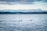 three swans