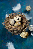 quail eggs in a nest  