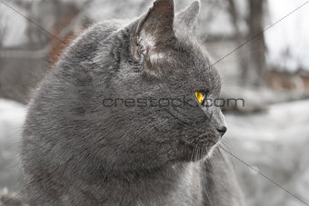 Gray Mature cat outdoors
