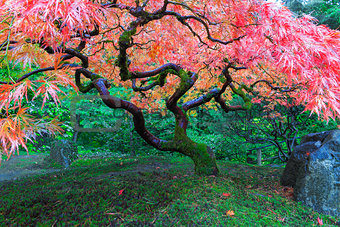 Old Maple Tree at Japanese Garden