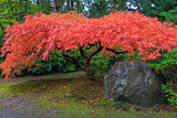 Japanese Maple Tree by Rock in Autumn