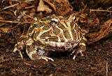 Argentine Horned Frog.