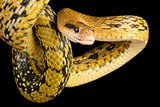 Taiwan Beauty Snake.