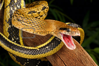 Taiwan Beauty Snake.