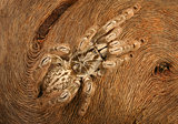 Ornamental Baboon Tarantula.