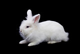 White rabbit isolated on black