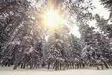 Cold winter forest.