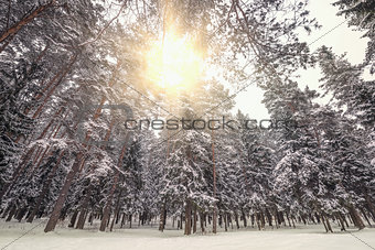Cold winter forest.