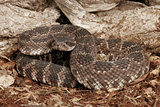 Southern Pacific Rattlesnake 