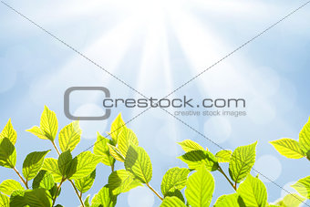 Abstract sunny summer bokeh background with green leaves