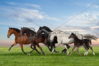 Horses run