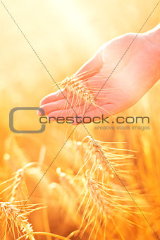 Female hand in cultivated agricultural wheat field.