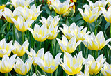 Beautiful white tulips closeup.