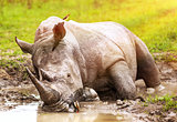 South African wild rhino