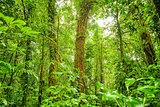 Rain forest green background