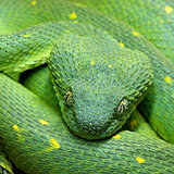 Head of green snake Atheris chlorechis