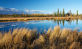 Lake near Fairbanks with dry high yellow grass and trees reflecting in water in autumn