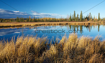 Lake near Fairbanks with dry high yellow grass and trees reflecting in water in autumn
