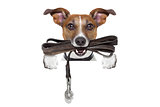 dog with leather leash